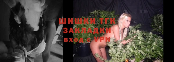 прущие грибы Новозыбков